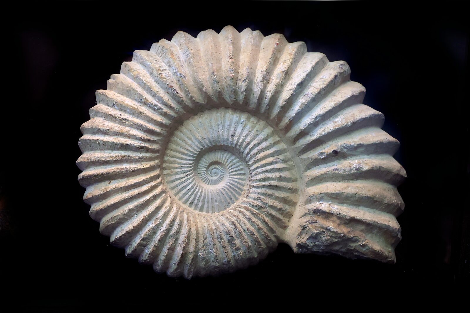 Ammonite fossil cross-section
