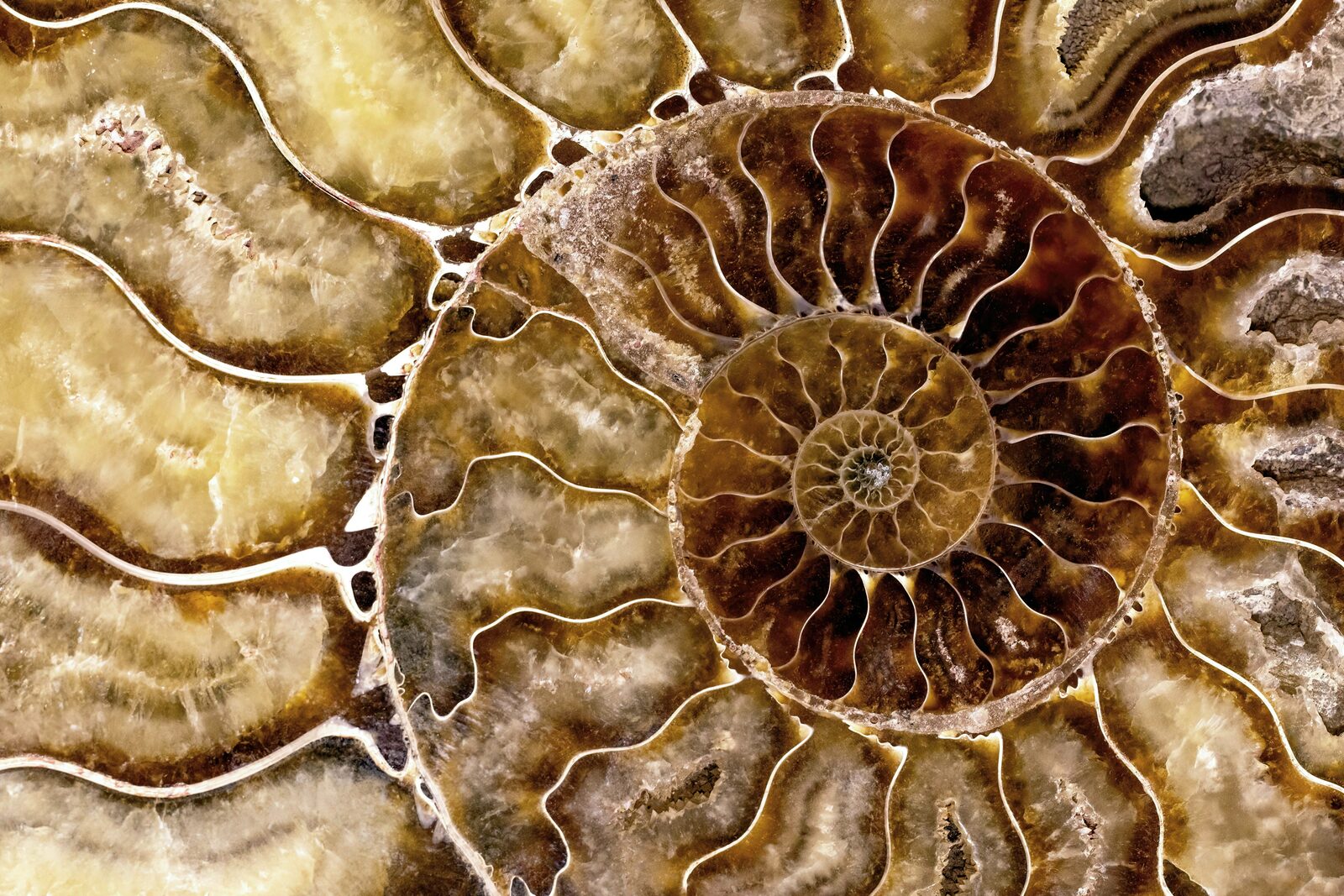 Rugose coral colony fossil in limestone