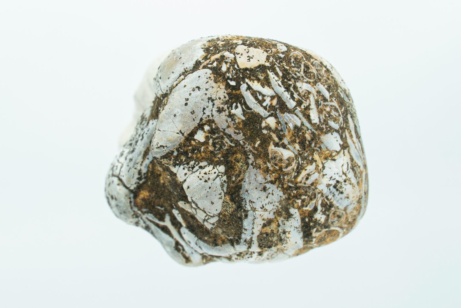 Coquina — densely packed shell fragments cemented in a calcareous matrix