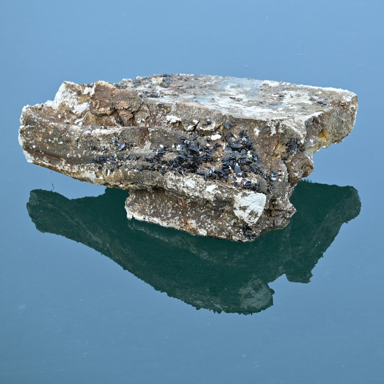 Ammonite cross-section preserved inside a calcareous nodule