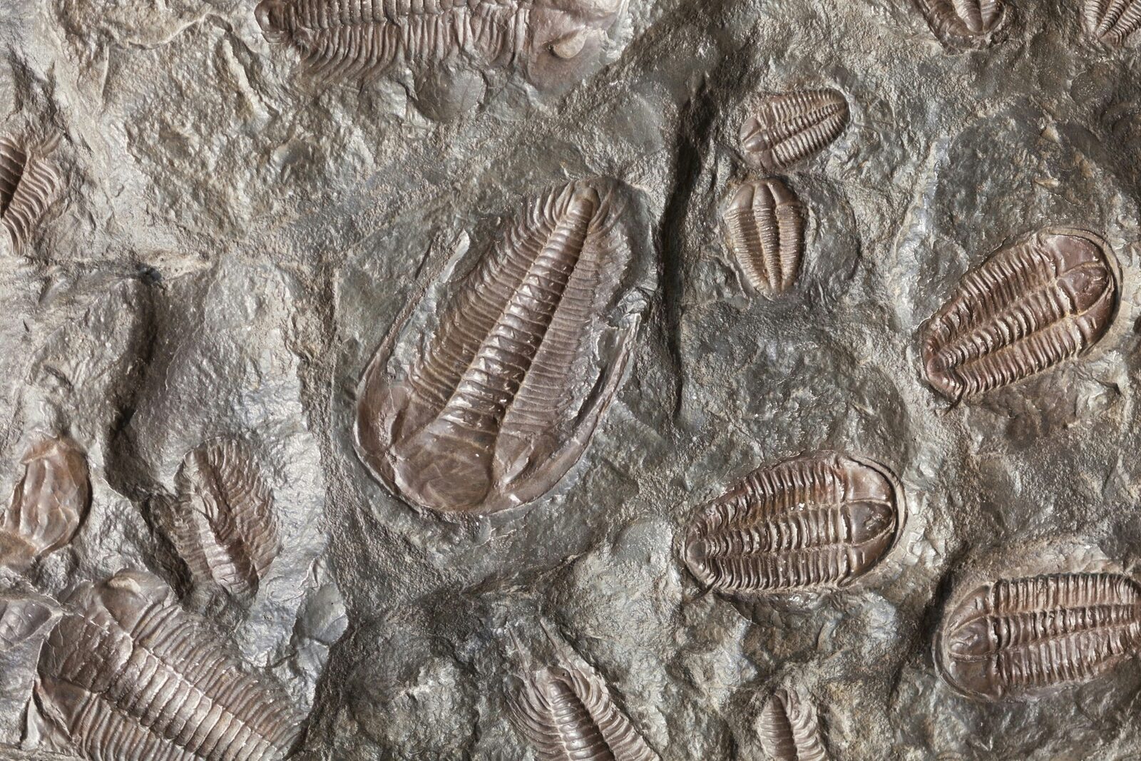 Bivalve fossil cluster
